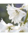Delphinium Magic Fountains Pure White